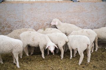 Healthy, pure bred Sheep on a farm