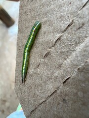 green caterpillar