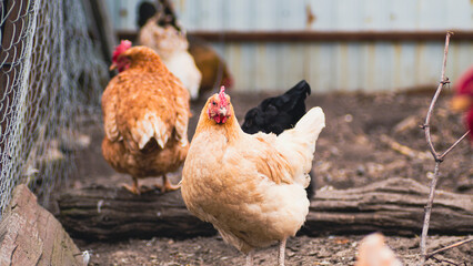 White chicken in the pen. Flock of white birds with white plumage and pointed beak looking at camera on blurred background