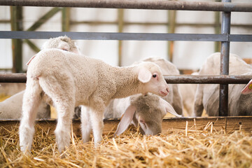 Livestock farm, flock of sheep