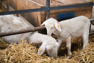 Livestock farm, flock of sheep