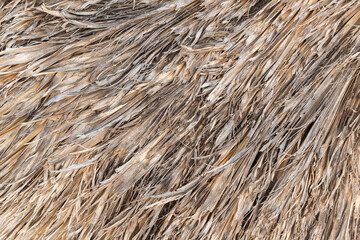Natural roofing thatch made of palm leaves