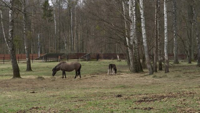 Tarpan horse in the Białowieża National Park.