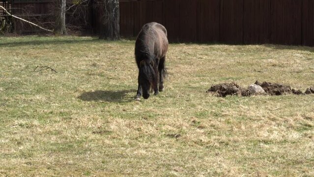 Tarpan horse in the Białowieża National Park.