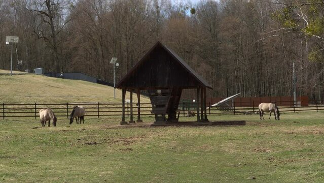 Tarpan horse in the Białowieża National Park.