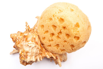 image of sponge seashell white background 