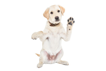Funny labrador puppy waving his paw sitting isolated on white background