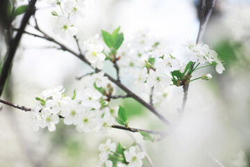 White flowers on a green bush. The white rose is blooming. Spring cherry apple blossom.