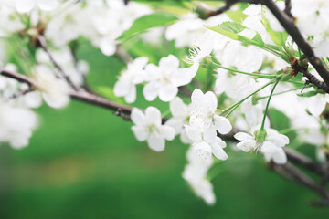 White flowers on a green bush. The white rose is blooming. Spring cherry apple blossom.