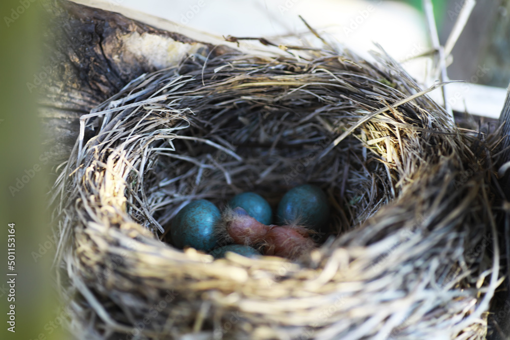 Wall mural Bird's nest with bird in early summer. Eggs and chicks of a small bird. Starling. Feeds the chicks.