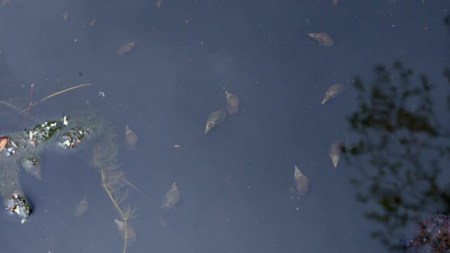 Pond snails in the water with dragonflies flying over the surface