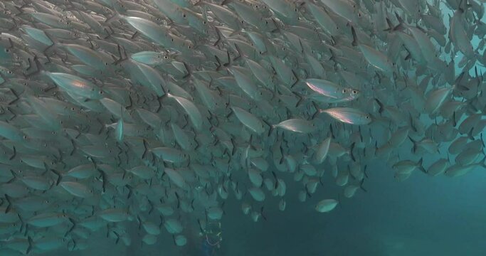 scad mackrel fish swimming all over
