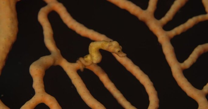denise pygmy seahorse moving to another part of fan