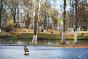 Ducks on the lake in winter, a flock of ducks is preparing to fly to warm countries, wild ducks winter on a warm pond, many birds on the pond