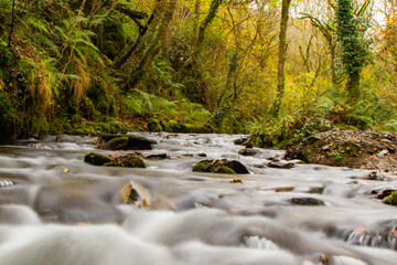 A babbling woodland stream, with autumn colours creeping into the trees.