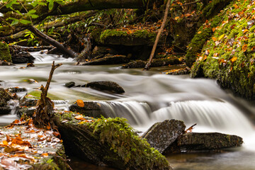 A splash of sunshine on a cold Autumn day brings a glow to the moss and fallen leaves.  A slow shutter speed adds movement.