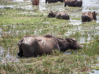 Thai local buffalos eat grass and live in the fresh green field and swamp at Phatthalung of Thailand.