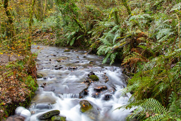 A vibrant woodland stream, on a cold November day.  A slow shutter speed makes the babbling water milky, as is tumbles over the rocks.