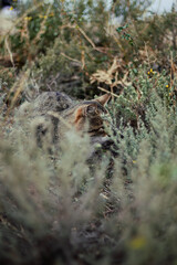 A cat in the mountain steppe. The little hunter. The cat is tracking prey.