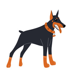 A cute Doberman dog in an orange collar and socks. Favorite pets. Vector hand drawn illustration on a white background