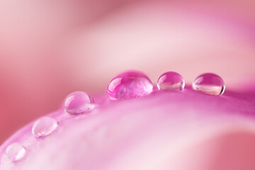 Beautiful water drops on pink petals of magnolia flower close up. Macro photo of dew drops on...