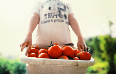The farmer harvests fresh tomatoes in the greenhouse. Ecological vegetables proper nutrition.