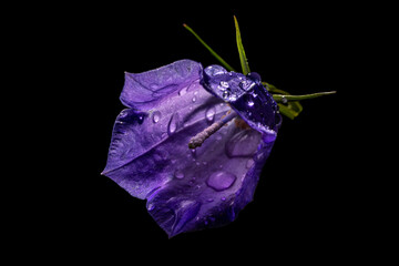 Close-up of a bellflower blossom with fresh raindrops