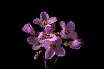 Fresh pink flowers of cuckoo flower found on a spring meadow