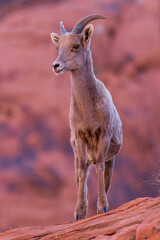 Desert Bighorn Sheep Ewe on Red Rock Cliff
Valley of Fire State Park Nevada