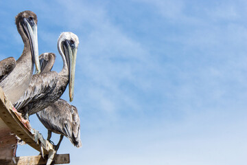 Pelicans hanging around a fisherman's pier
