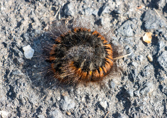 The caterpillar of the fox moth - Macrothylacia rubi is rolled up into a ball, on the road.