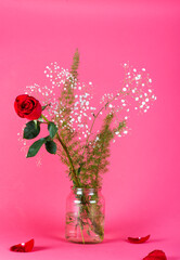 Rosa (flor) sobre fondo rosa