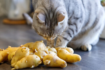 Bengal cat sits next to sprouted potatoes. Cat sniffs raw potatoes. Close up