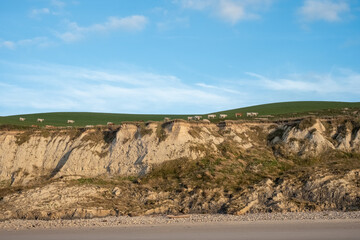 Picturesque landscape over white cows grazing in the grass on the beautiful green prairies and fields from the top of a cliff in Cap Blanc-Nez, France. High quality photo