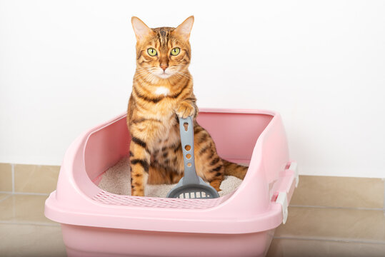 A cute red cat sits in a tray and holds a scoop with its paw.