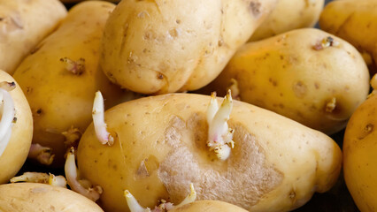 Sprouted potatoes. Macro shot of seed potatoes with sprouts. root crops for planting. Agriculture and farming. close up