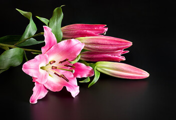 pink lily close-up on a black background. One large flower and several unopened buds