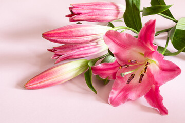 Pink lily flowers on pink background for design on the theme of wedding or holiday invitation. Copy space