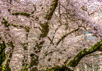 Cherry Blossoms Bursting Background 3