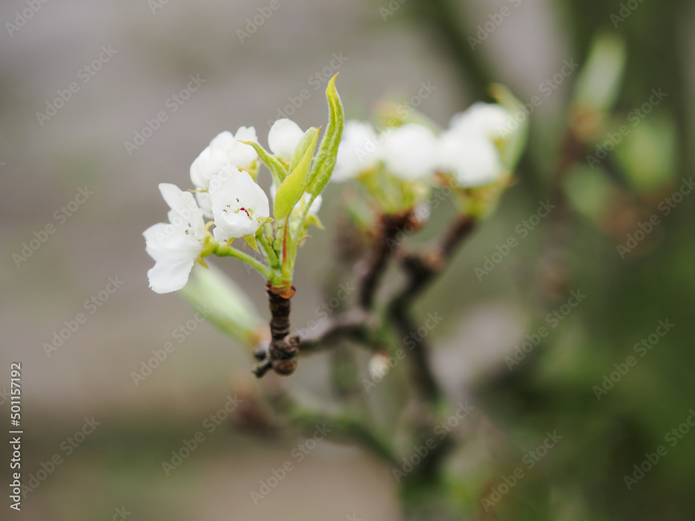 Poster white pear blossoms on a tree branch.