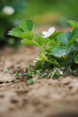 White strawberry flowers with green leaves in the garden.