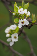 White pear blossoms on a tree branch.