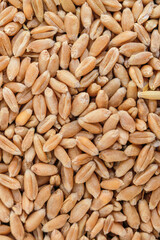 Whole grain kernels of wheat close-up. Wheat harvest. Wheat grain background.
