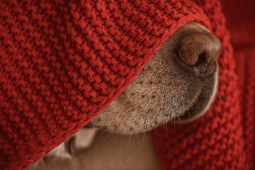 Fototapeta na wymiar the nose of a Labrador fawn dog under a red blanket