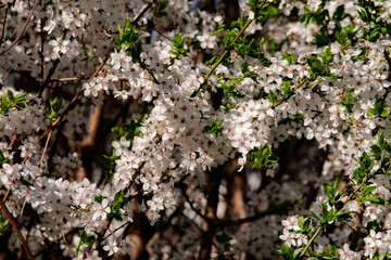 Spring flower blossoms nature landscape wallpaper