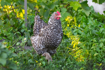 Gray motley chicken walks in the garden on the grass. Chicken on the farm