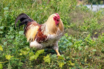 A large rooster with orange and brown feathers walks in the garden on the grass