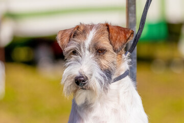 Dog breed jack russell terrier close up on blurred background in sunny weather