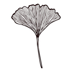Leaf Ginkgo Biloba engraved in isolated white background. Vintage branch Gingko botanical foliage in hand drawn style.