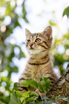 Small striped cat with an inquisitive look at the tree
